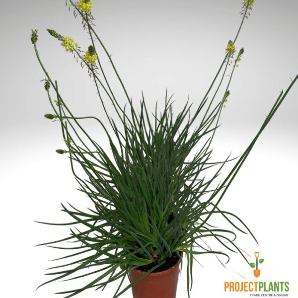 Bulbine bulbosa 140mm