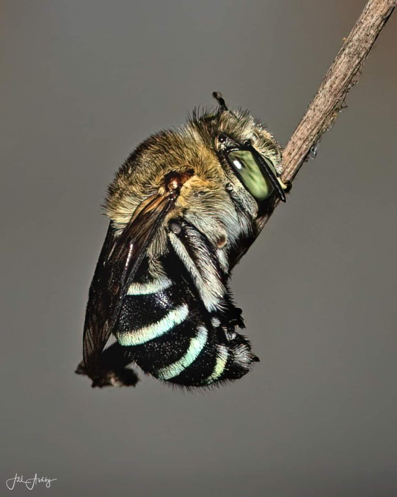 Image showing a native blue banded bee