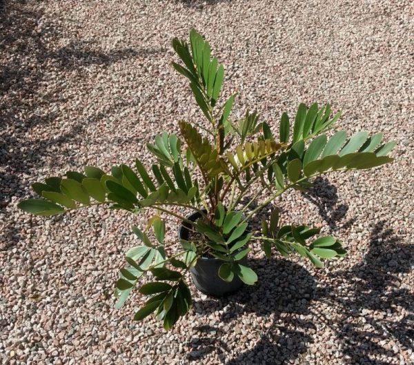Zamia furfuracea / Carboard Plant 200mm