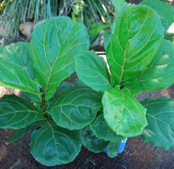 Ficus lyrata / Fiddle Leaf Fig 200mm
