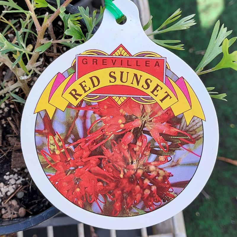 Grevillea Red Sunset 140mm - Image 2