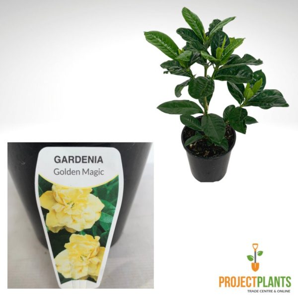 Gardenia Gold Magic 140mm