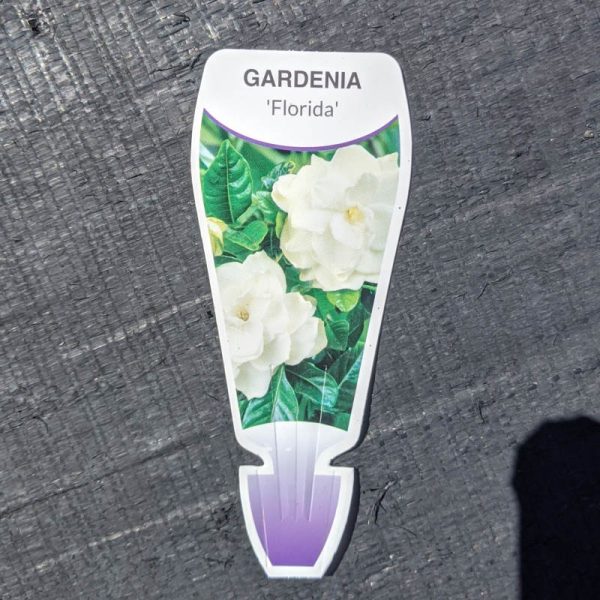 Gardenia Florida 140mm