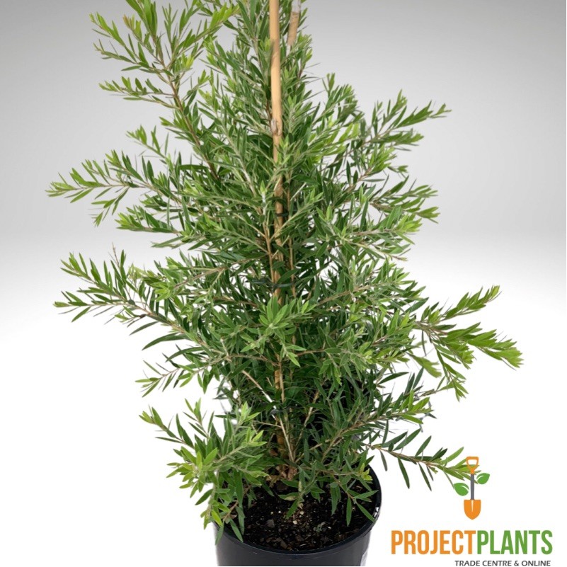 Callistemon Slim / Bottlebrush 300mm