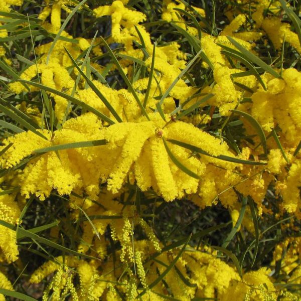 Acacia leptostachya / Townsville Wattle 140mm