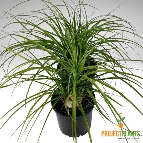 Beaucarnea recurvata / Ponytail Palm 300mm