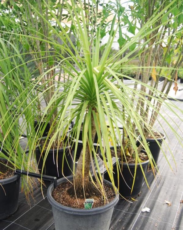 Beaucarnea recurvata / Ponytail Palm 300mm - Image 2