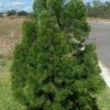 Gymnostoma australianum / Daintree Pine 140mm