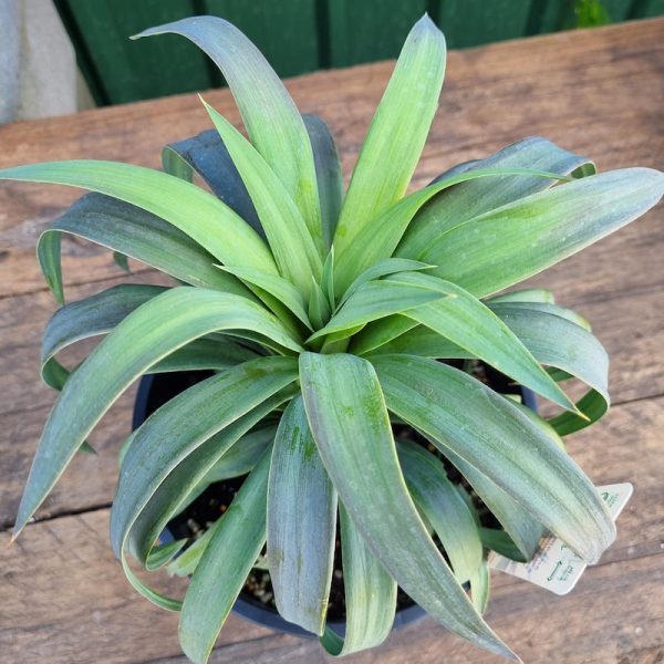 Yucca desmetiana / Blue Boy Yucca 200mm