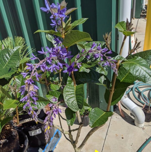 Petrea Kohautiana Purple Passion / Double Petrea 200mm