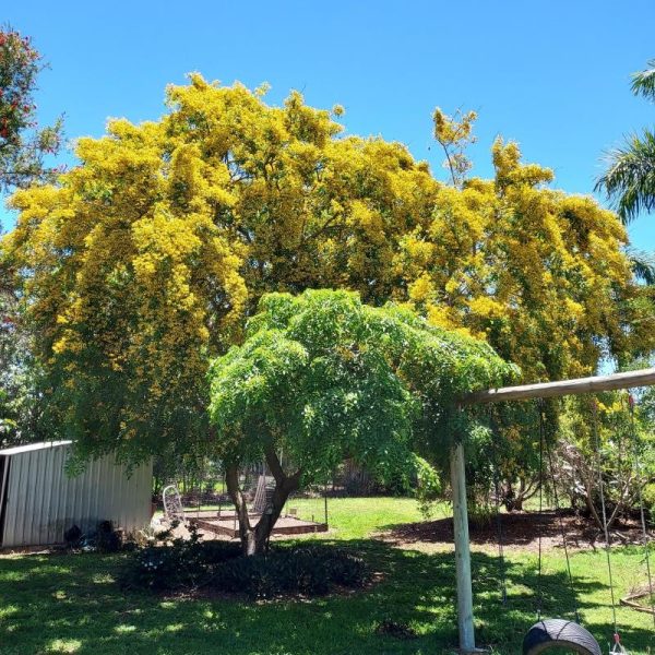 Pterocarpus indicus pendula / Weeping Rosewood 140mm