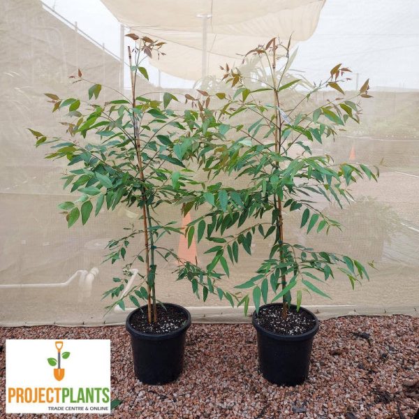 Eucalyptus deglupta / Rainbow Gum 200mm