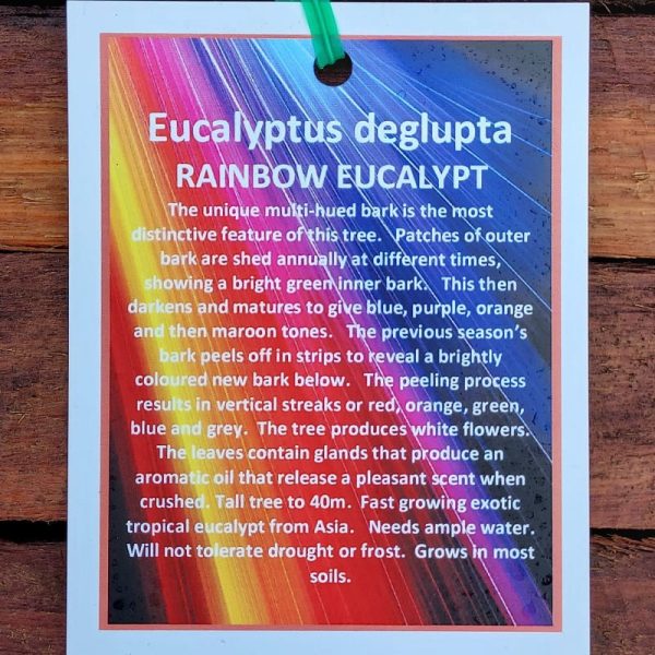 Eucalyptus deglupta / Rainbow Gum 200mm - Image 2