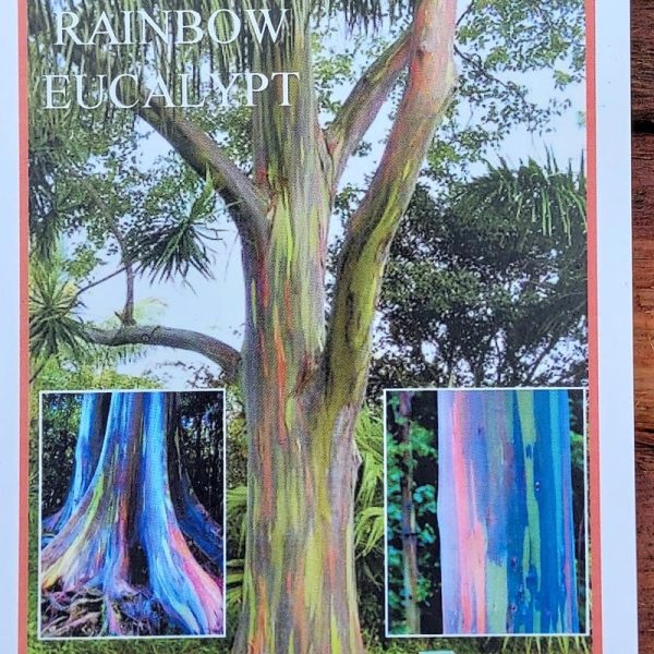 Eucalyptus deglupta / Rainbow Gum 200mm - Image 3