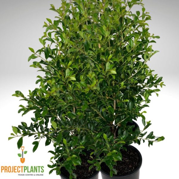 Syzygium Resilience / Lilly Pilly 200mm