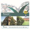 Syzygium Pinnacle / Lilly Pilly Pinnacle 300mm
