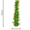 Syzygium Pinnacle / Lilly Pilly Pinnacle 300mm - Image 2