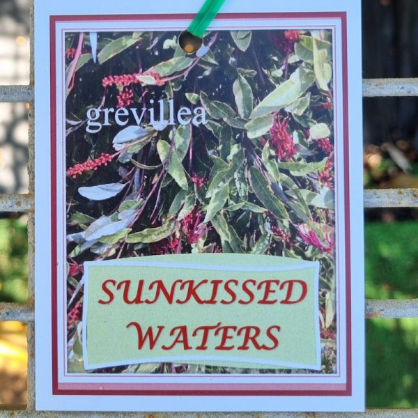 Grevillea Sunkissed Waters 140mm