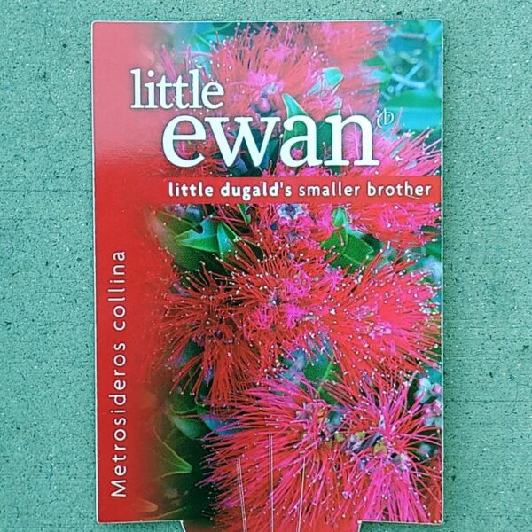 Metrosideros Little Ewan 140mm