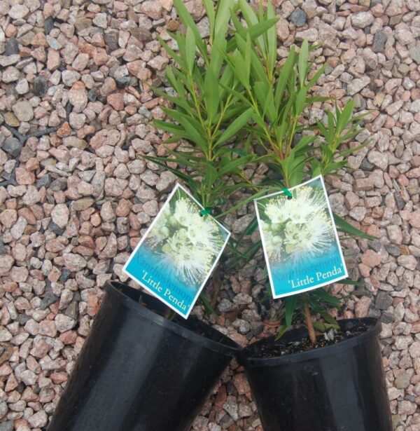 Xanthostemon verticulatis / Little Penda 140mm