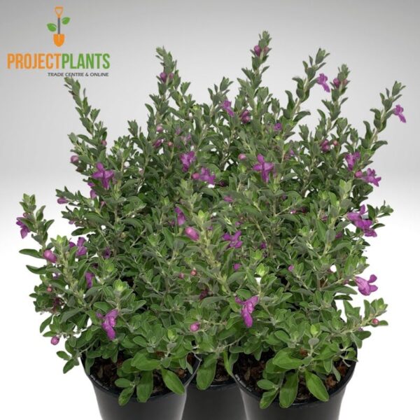 Leucophyllum frutescens / Lavender Lights 140mm