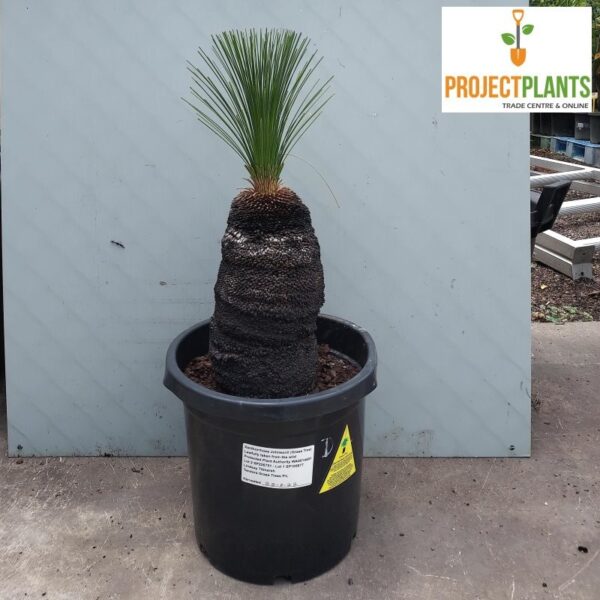 Xanthorrhoea johnsonii / Grass Tree Size D 300mm