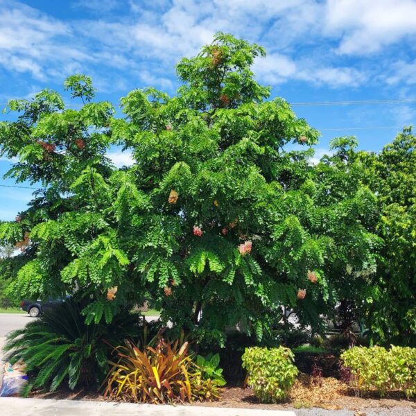 Cassia x nealiea Rainbow Shower 300mm PP