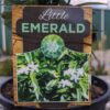 Tabernaemontana Little Emerald 140mm