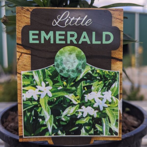Tabernaemontana Little Emerald 140mm