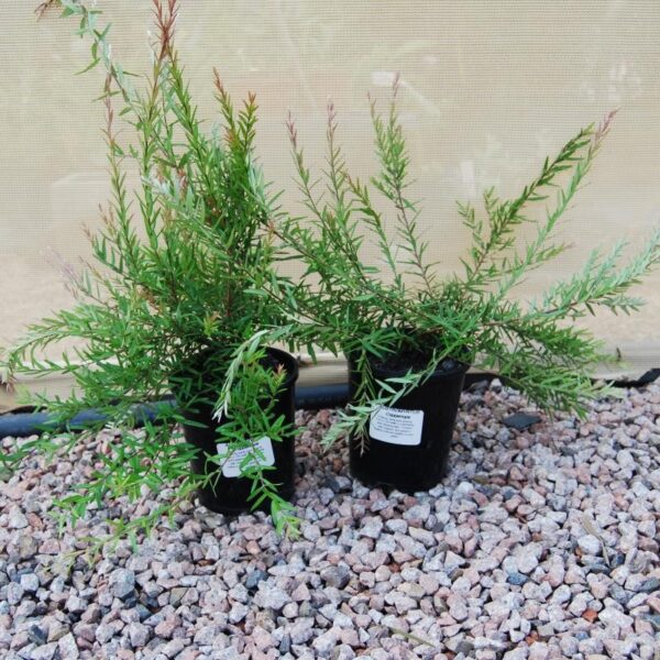 Austromyrtus Copper Tops 140mm