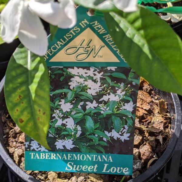 Tabernaemontana Sweet Love 140mm