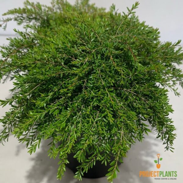 Phyllanthus multiflorus / Waterfall Plant 140mm