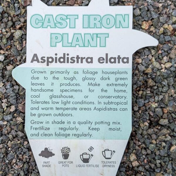 Aspidastra elatior / Cast Iron Plant 200mm
