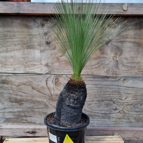 Xanthorrhoea johnsonii / Grass Tree Size E 330mm