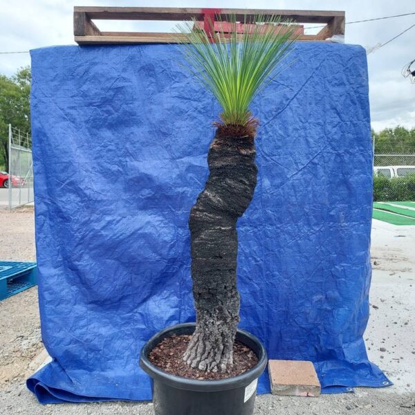 Xanthorrhoea johnsonii / Grass Tree size J 400mm