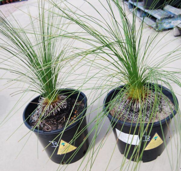 Xanthorrhoea johnsonii / Grass Tree size B 250mm