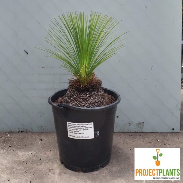 Xanthorrhoea johnsonii / Grass Tree size B 250mm