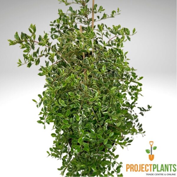Syzygium Fortune Teller 200mm
