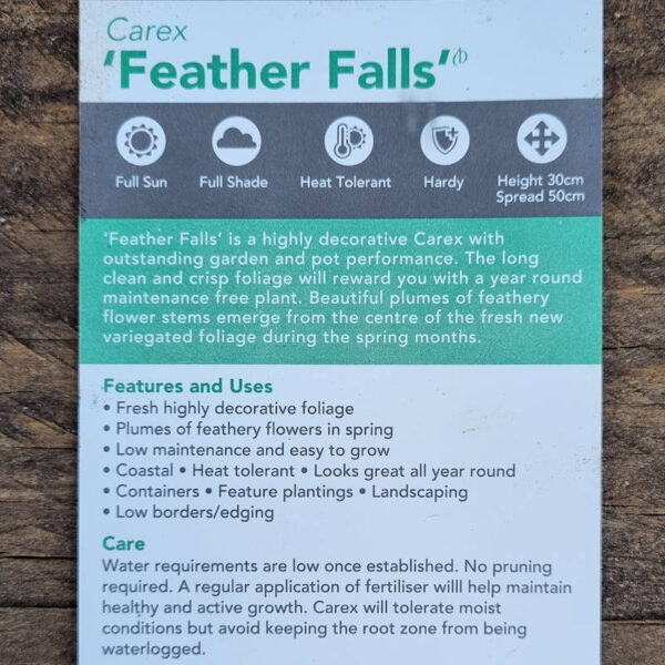 Carex Feather Falls 140mm