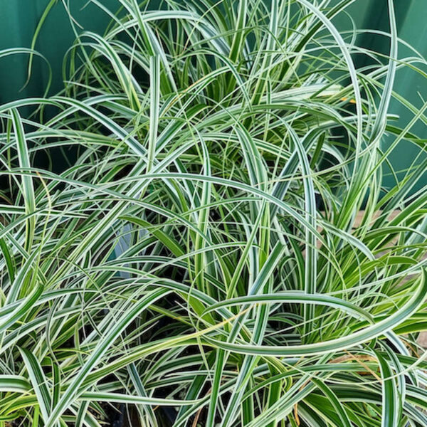 Carex Feather Falls 140mm