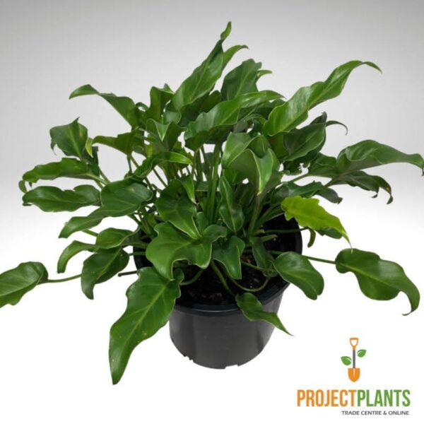 Philodendron Xanadu 200mm