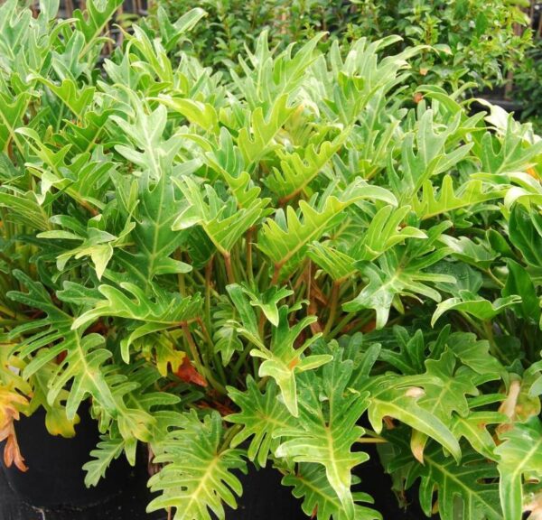 Philodendron Xanadu 200mm