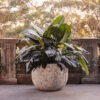 Mega Belly Pot Atlantic White [Sz:XSmall]