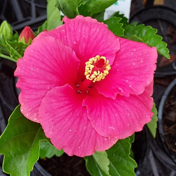 Hibiscus Rio Clara Hot Pink 140mm