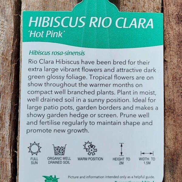 Hibiscus Rio Clara Hot Pink 140mm
