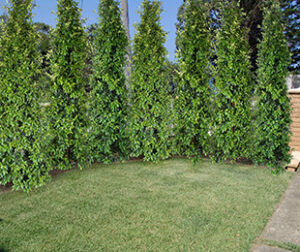Syzygium Straight and Narrow / Lilly Pilly 140mm