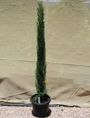 Cupressus sempervirens glauca / Pencil Pine 200mm