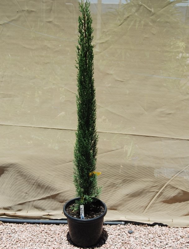 Cupressus sempervirens glauca / Pencil Pine 200mm