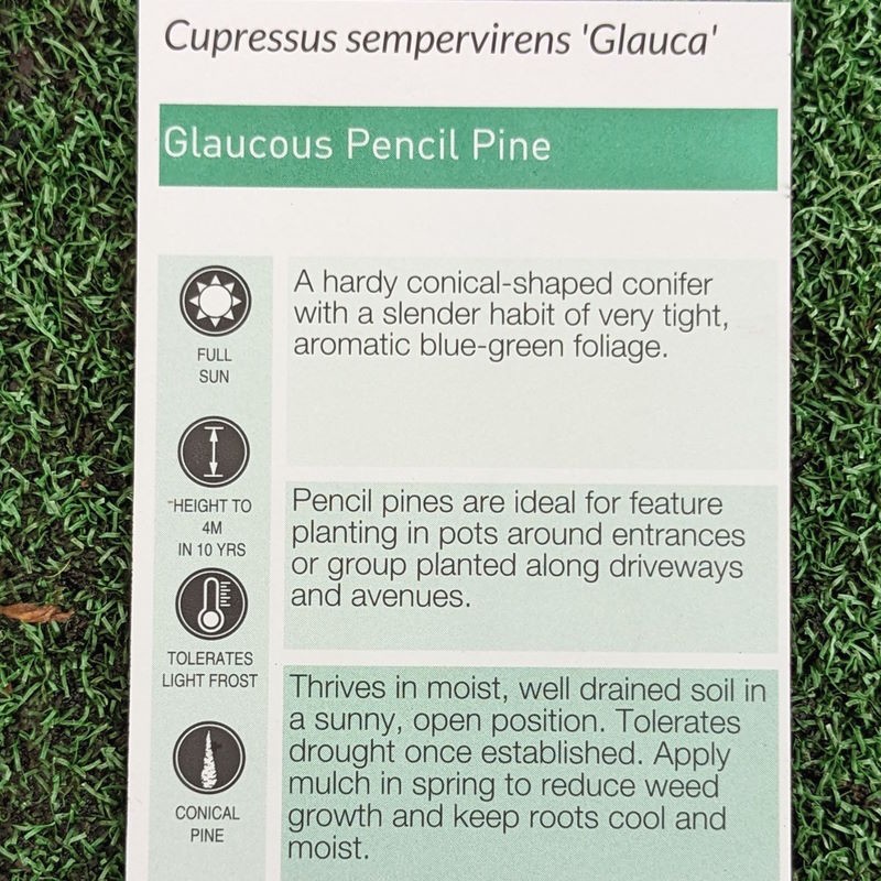 Cupressus sempervirens glauca / Pencil Pine 200mm