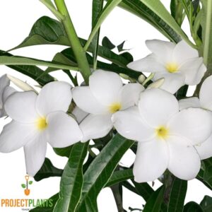 Plumeria pudica / Frangipani Bridal Bouquet 300mm